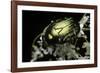 Cetonia Aurata (Rose Chafer)-Paul Starosta-Framed Photographic Print