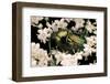 Cetonia Aurata (Rose Chafer)-Paul Starosta-Framed Photographic Print