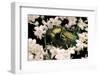 Cetonia Aurata (Rose Chafer)-Paul Starosta-Framed Photographic Print