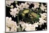 Cetonia Aurata (Rose Chafer)-Paul Starosta-Mounted Photographic Print