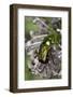 Cetonia Aurata (Rose Chafer)-Paul Starosta-Framed Photographic Print