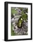 Cetonia Aurata (Rose Chafer)-Paul Starosta-Framed Photographic Print