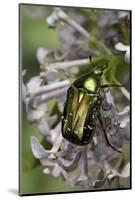 Cetonia Aurata (Rose Chafer)-Paul Starosta-Mounted Photographic Print