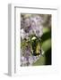 Cetonia Aurata (Rose Chafer)-Paul Starosta-Framed Photographic Print