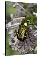 Cetonia Aurata (Rose Chafer)-Paul Starosta-Stretched Canvas