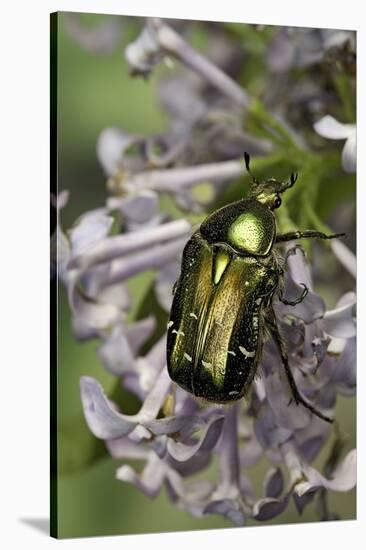 Cetonia Aurata (Rose Chafer)-Paul Starosta-Stretched Canvas