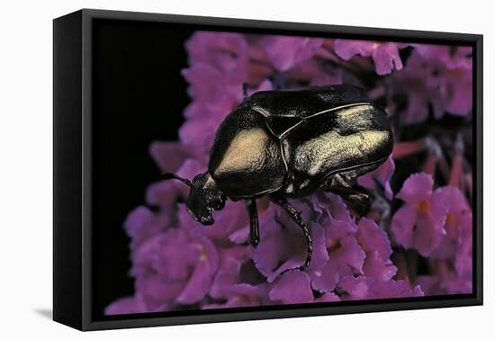 Cetonia Cuprea (Flower Beetle)-Paul Starosta-Framed Stretched Canvas