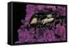 Cetonia Cuprea (Flower Beetle)-Paul Starosta-Framed Stretched Canvas