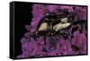 Cetonia Cuprea (Flower Beetle)-Paul Starosta-Framed Stretched Canvas