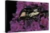 Cetonia Cuprea (Flower Beetle)-Paul Starosta-Stretched Canvas