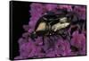 Cetonia Cuprea (Flower Beetle)-Paul Starosta-Framed Stretched Canvas