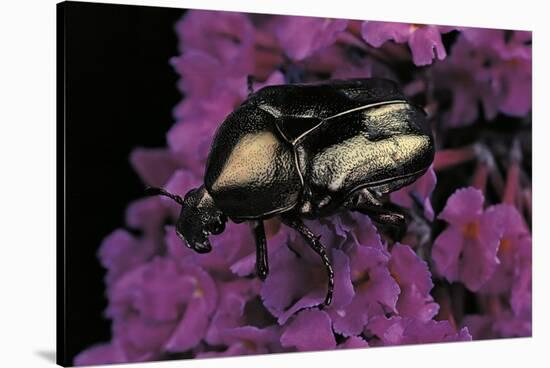 Cetonia Cuprea (Flower Beetle)-Paul Starosta-Stretched Canvas