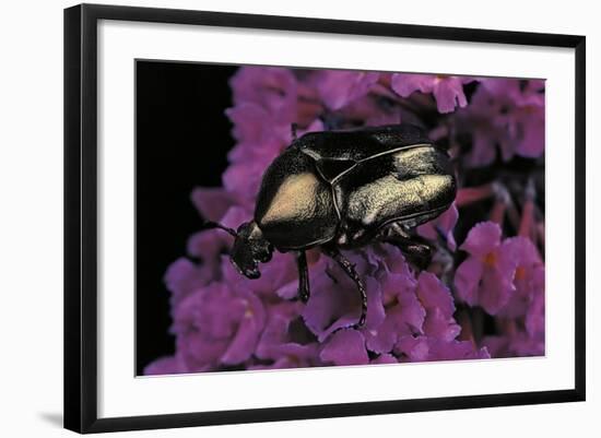 Cetonia Cuprea (Flower Beetle)-Paul Starosta-Framed Photographic Print