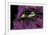 Cetonia Cuprea (Flower Beetle)-Paul Starosta-Framed Photographic Print