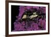 Cetonia Cuprea (Flower Beetle)-Paul Starosta-Framed Photographic Print