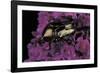 Cetonia Cuprea (Flower Beetle)-Paul Starosta-Framed Photographic Print