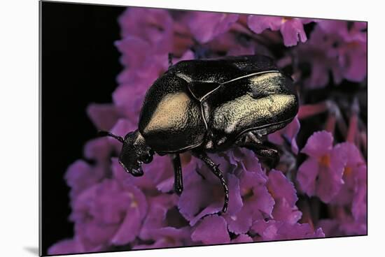 Cetonia Cuprea (Flower Beetle)-Paul Starosta-Mounted Photographic Print