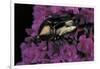 Cetonia Cuprea (Flower Beetle)-Paul Starosta-Framed Photographic Print