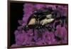 Cetonia Cuprea (Flower Beetle)-Paul Starosta-Framed Photographic Print