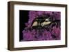 Cetonia Cuprea (Flower Beetle)-Paul Starosta-Framed Photographic Print