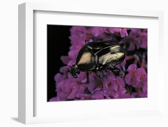 Cetonia Cuprea (Flower Beetle)-Paul Starosta-Framed Photographic Print