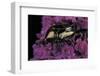 Cetonia Cuprea (Flower Beetle)-Paul Starosta-Framed Photographic Print