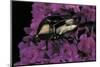 Cetonia Cuprea (Flower Beetle)-Paul Starosta-Mounted Photographic Print