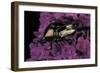 Cetonia Cuprea (Flower Beetle)-Paul Starosta-Framed Photographic Print