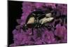 Cetonia Cuprea (Flower Beetle)-Paul Starosta-Mounted Photographic Print