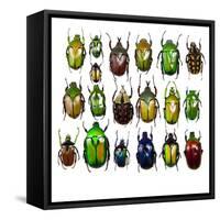 Cetonidae - Flower Beetle Design-Darrell Gulin-Framed Stretched Canvas