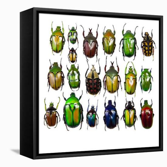 Cetonidae - Flower Beetle Design-Darrell Gulin-Framed Stretched Canvas