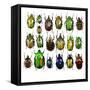 Cetonidae - Flower Beetle Design-Darrell Gulin-Framed Stretched Canvas