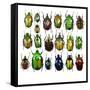 Cetonidae - Flower Beetle Design-Darrell Gulin-Framed Stretched Canvas