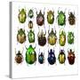 Cetonidae - Flower Beetle Design-Darrell Gulin-Stretched Canvas