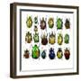 Cetonidae - Flower Beetle Design-Darrell Gulin-Framed Photographic Print