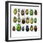 Cetonidae - Flower Beetle Design-Darrell Gulin-Framed Photographic Print