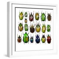 Cetonidae - Flower Beetle Design-Darrell Gulin-Framed Photographic Print