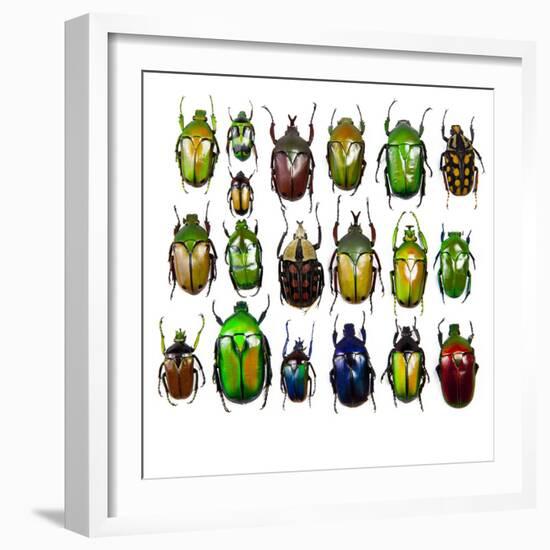 Cetonidae - Flower Beetle Design-Darrell Gulin-Framed Photographic Print