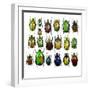 Cetonidae - Flower Beetle Design-Darrell Gulin-Framed Photographic Print