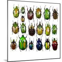 Cetonidae - Flower Beetle Design-Darrell Gulin-Mounted Photographic Print