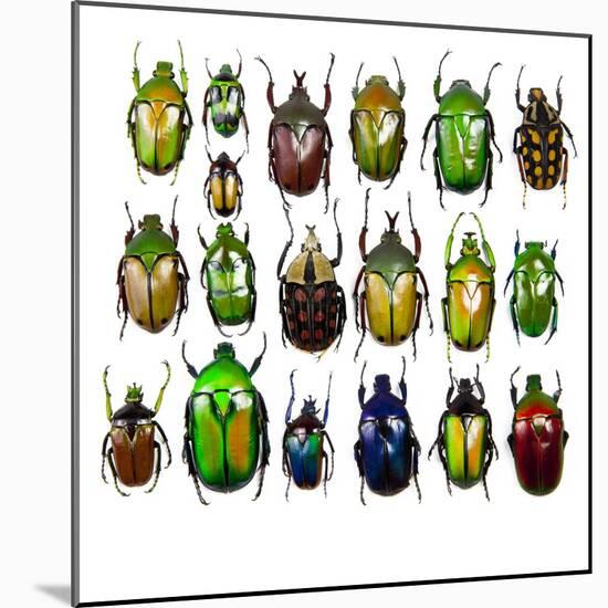 Cetonidae - Flower Beetle Design-Darrell Gulin-Mounted Photographic Print