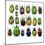 Cetonidae - Flower Beetle Design-Darrell Gulin-Mounted Photographic Print