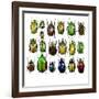 Cetonidae - Flower Beetle Design-Darrell Gulin-Framed Photographic Print