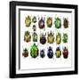 Cetonidae - Flower Beetle Design-Darrell Gulin-Framed Photographic Print