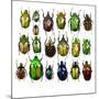 Cetonidae - Flower Beetle Design-Darrell Gulin-Mounted Photographic Print