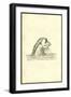 Cetus Capillatus-Ulisse Aldrovandi-Framed Art Print