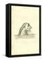 Cetus Capillatus-Ulisse Aldrovandi-Framed Stretched Canvas