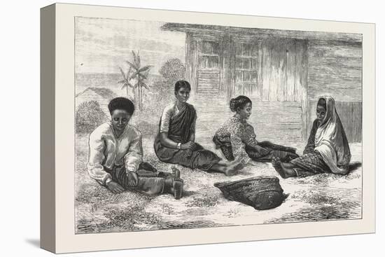 Ceylon Coffee Pickers, Sri Lanka, 1876-null-Stretched Canvas