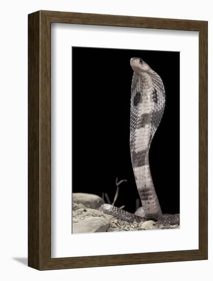 Ceylonese Cobra Display (Naja Naja Polyocellata)-null-Framed Photographic Print