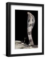 Ceylonese Cobra Display (Naja Naja Polyocellata)-null-Framed Photographic Print